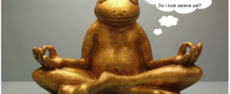 frog-meditating